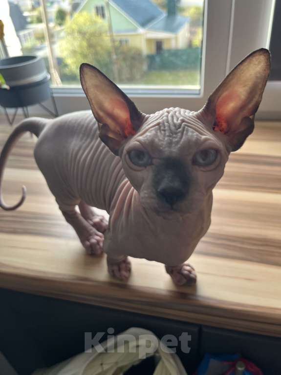 Кошки в Ковровом: Канадский сфинкс бомбино Мальчик, Бесплатно - фото 2