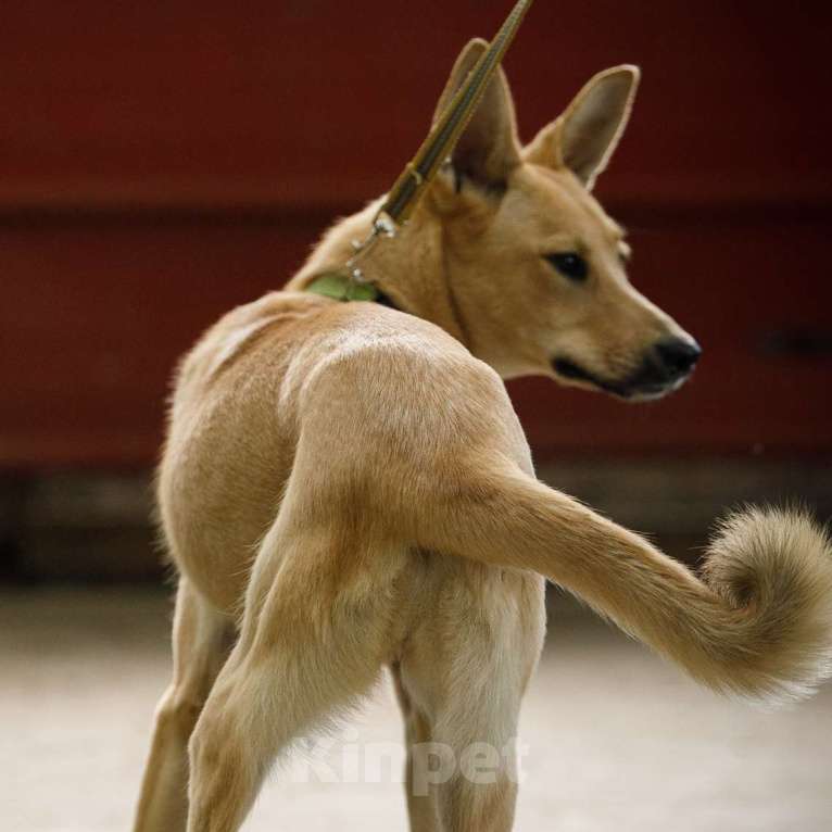 Собаки в Москве: Ника Девочка, Бесплатно - фото 3