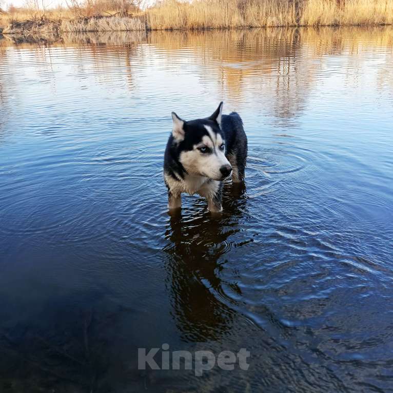 Собаки в Москве: Малыш Сибирский хаски в добрые руки Мальчик, Бесплатно - фото 6