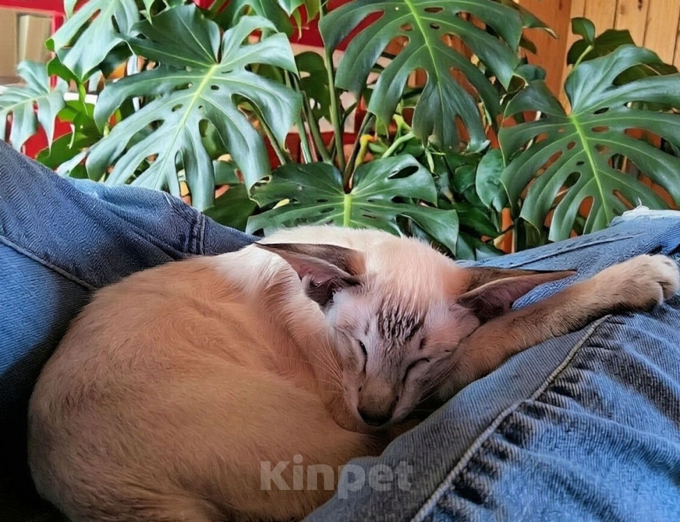 Кошки в других городах Московской области: Ориентальный котёнок Мальчик, 70 000 руб. - фото 3