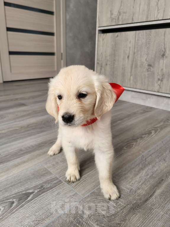 Собаки в Новошахтинске: Щенки золотистого ретривера Девочка, 35 000 руб. - фото 4