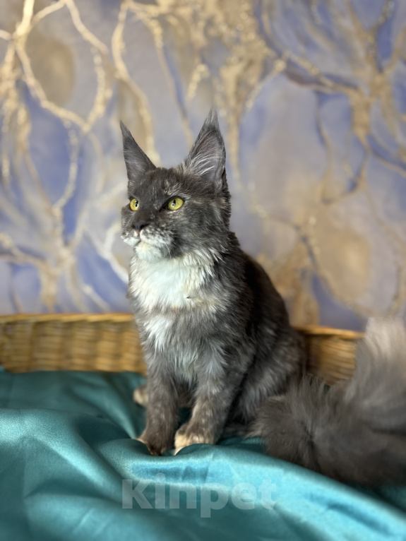 Кошки в Москве: Голубо-кремовая черепаховая девочка, мейн-кун, котенок Девочка, 40 000 руб. - фото 7
