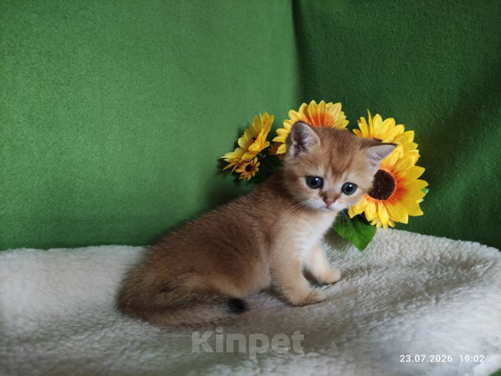 Кошки в Москве: Котик Kuzya скоттиш страйт в золотом окрасе ny11 Мальчик, Бесплатно - фото 3