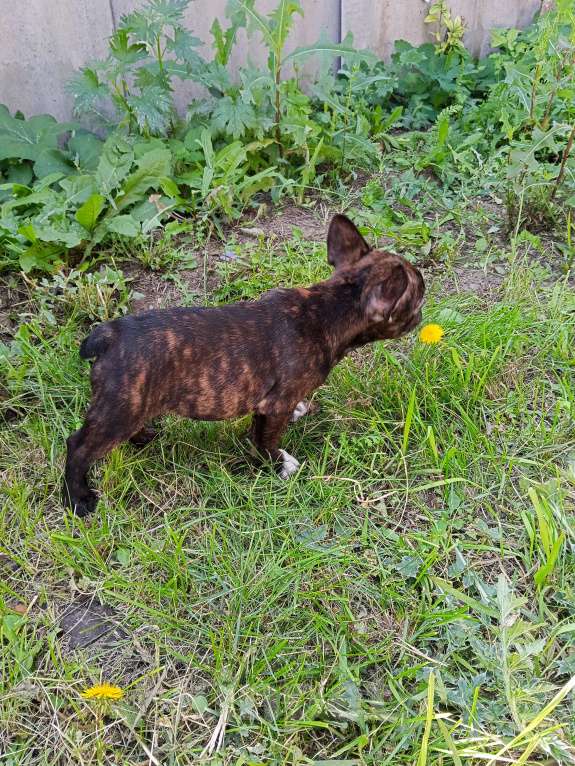Собаки в других городах Самарской области: Французский бульдог щенок Девочка, 30 000 руб. - фото 3