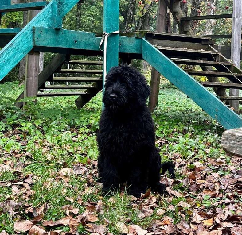 Собаки в Санкт-Петербурге: Продается щенок Русского черного терьера Девочка, 50 000 руб. - фото 3