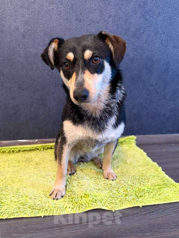 Собаки в Рузе: Мэри в добрые руки Девочка, Бесплатно - фото 6