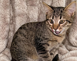 Кошки в Санкт-Петербурге: Милые котята Девочка, Бесплатно - фото 3