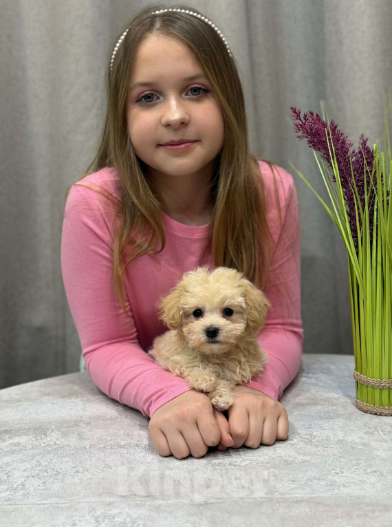 Собаки в Москве: Мальтипу мальчик 1 Мальчик, 150 000 руб. - фото 4