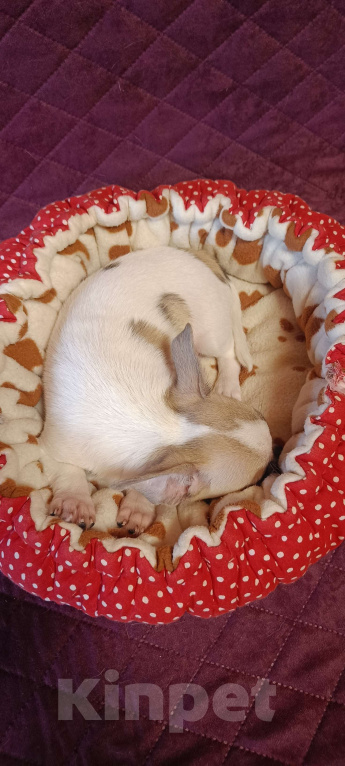 Собаки в Москве: Расписной крепыш Мальчик, 45 000 руб. - фото 5