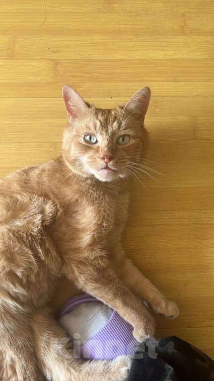 Кошки в Москве: Найден рыжий пофигист Мальчик, Бесплатно - фото 1