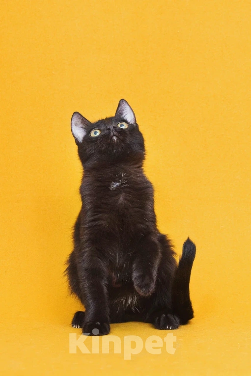 Кошки в Москве: Чудесный котенок ищет дом Мальчик, Бесплатно - фото 2