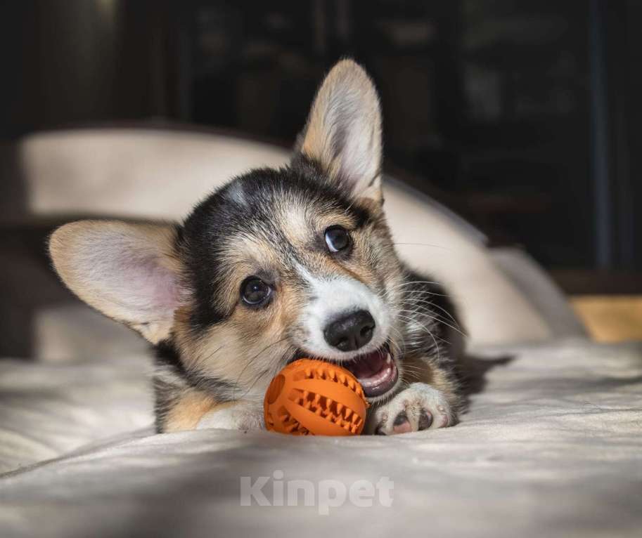 Собаки в Москве: Вельш-корги-пемброк. Девочка Девочка, 60 000 руб. - фото 3
