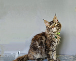 Кошки в Москве: Котёнок Мейн-кун Девочка Девочка, 47 000 руб. - фото 4