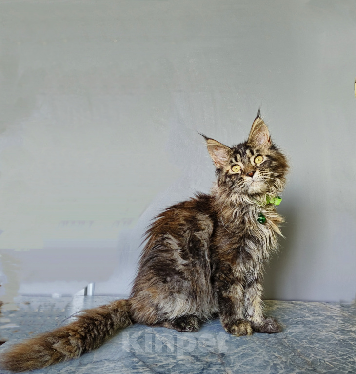 Кошки в Москве: Котёнок Мейн-кун Девочка Девочка, 47 000 руб. - фото 4