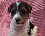Собаки в Благовещенске: Бронь на щенков жесткошёрстного фокстерьера Девочка, 35 000 руб. - фото 1