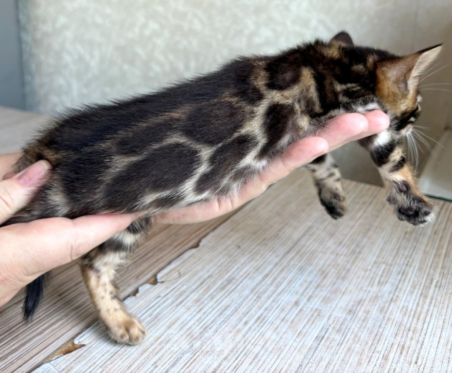 Кошки в Москве: Клубные бенгальские котята - девочка Девочка, 50 000 руб. - фото 1