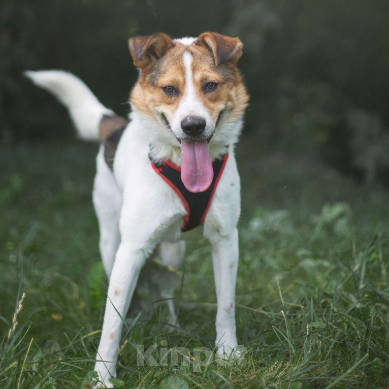 Собаки в Москве: Тайфун Мальчик, Бесплатно - фото 2