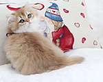 Кошки в Москве: Длинношерстный котенок. Красивый мальчик Мальчик, 100 000 руб. - фото 2