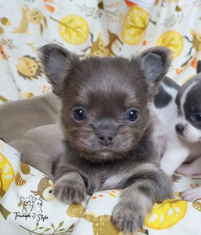 Собаки в Казани: Голубо-подпалый мальчик чихуахуа Мальчик, 50 000 руб. - фото 1