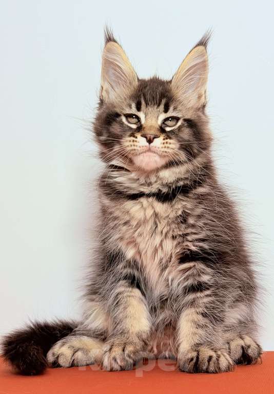 Кошки в других городах Московской области: Эффектная кокетка Девочка, 30 000 руб. - фото 3