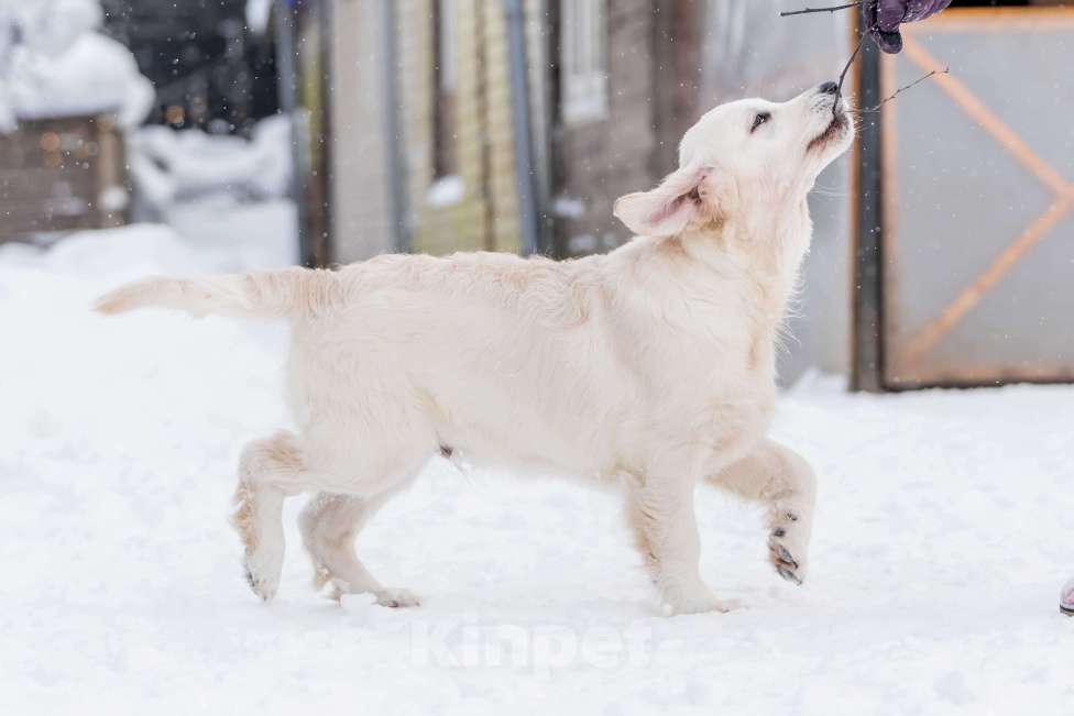 Собаки в Москве: Щенки Золотистого ретривера Мальчик, 100 000 руб. - фото 5