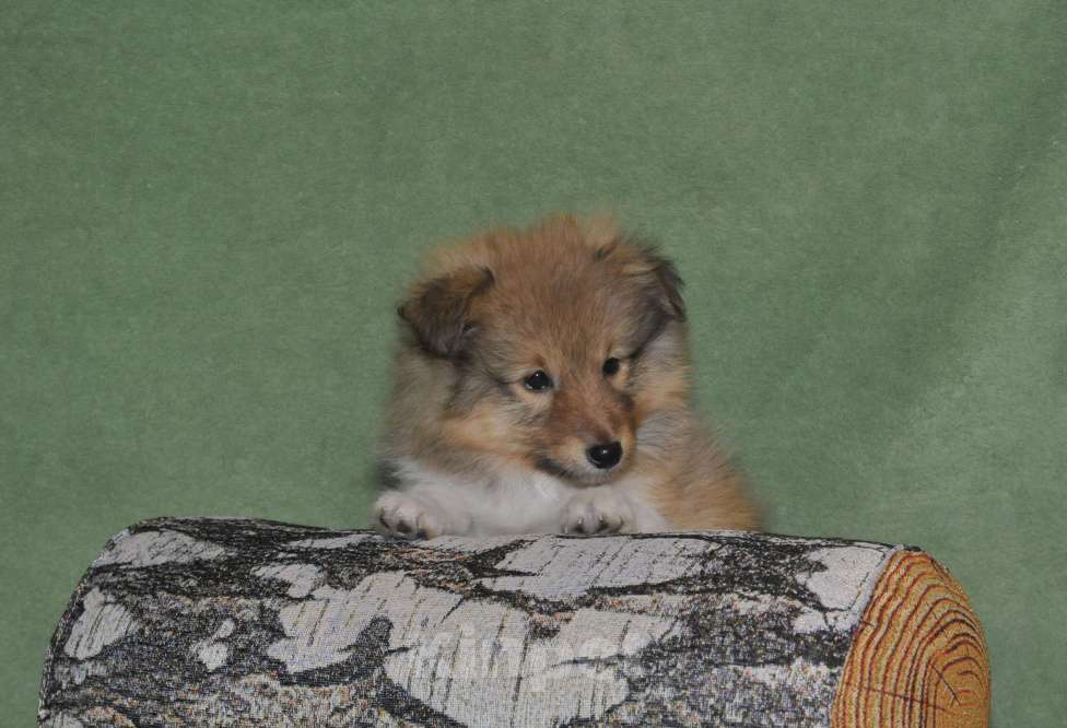 Собаки в Санкт-Петербурге: Шелти-Друг! Лучше прочих двух! )) Мальчик, 60 руб. - фото 8