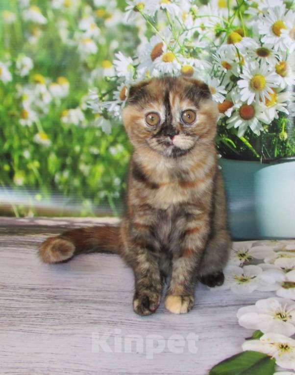 Кошки в Санкт-Петербурге: продаются шотландские котята Девочка, Бесплатно - фото 5