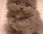 Кошки в Малмыже: Британские длинношёрстные котята девочки. Девочка, 1 500 руб. - фото 4