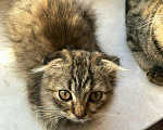 Кошки в Малмыже: Вислоухий котенок, 1 500 руб. - фото 2