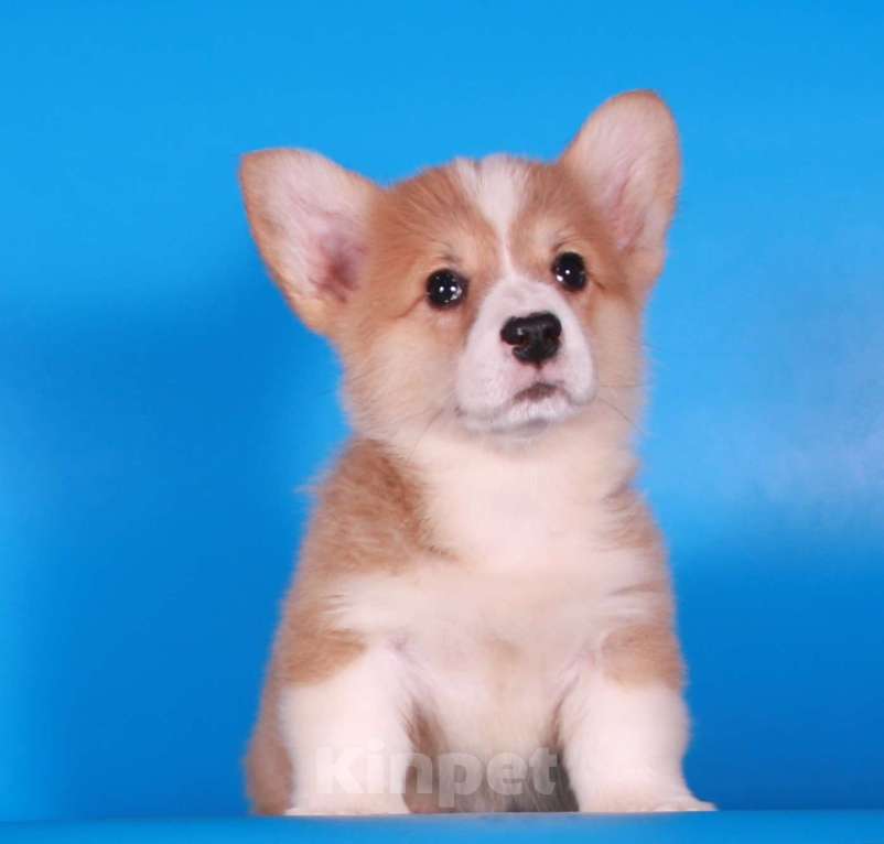 Собаки в Москве: вельш корги пемброк щенок от чемпиона Мальчик, 80 000 руб. - фото 8