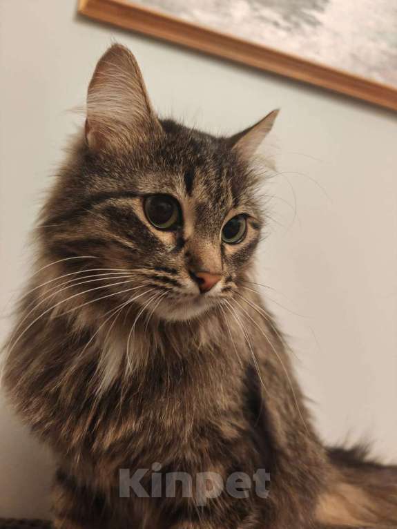 Кошки в Москве: Ванесса ищет маму! Девочка, Бесплатно - фото 4