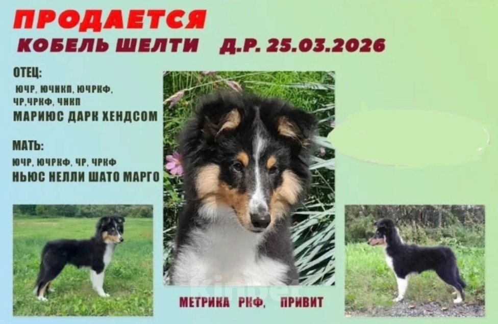 Собаки в Тюмени: Продам щенка шелти Мальчик, 35 000 руб. - фото 1