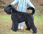 Собаки в Санкт-Петербурге: Русский черный терьер  Девочка, 45 000 руб. - фото 7