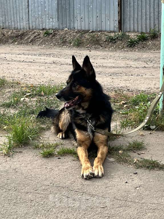 Собаки в Москве: Арчи в поисках дома Мальчик, Бесплатно - фото 4