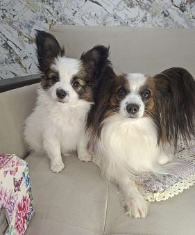 щенки папийона