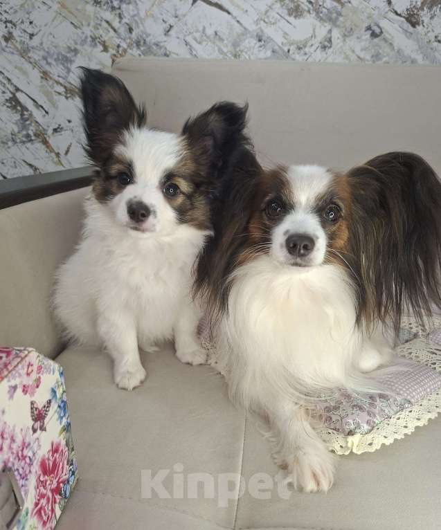 Собаки в Оренбурге: щенки папийона Мальчик, 65 000 руб. - фото 1