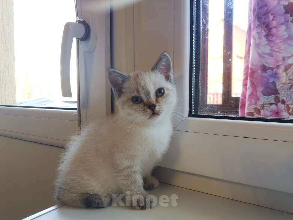 Кошки в Москве: Котята Шотландские Чистокровные  Девочка, 10 000 руб. - фото 3