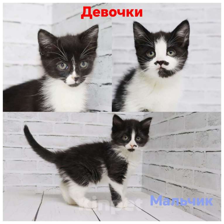 Кошки в Люберцах: котята в добрые руки Девочка, Бесплатно - фото 1