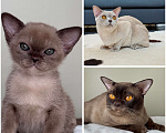Кошки в Калининграде: Бурма. Котята. Питомник Европейской бурмы Девочка, 80 000 руб. - фото 4