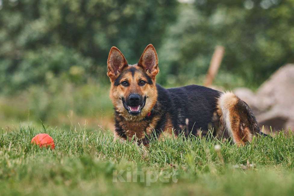 Собаки в Москве: Гранд: возраст 1,5 г.  Мальчик, Бесплатно - фото 3
