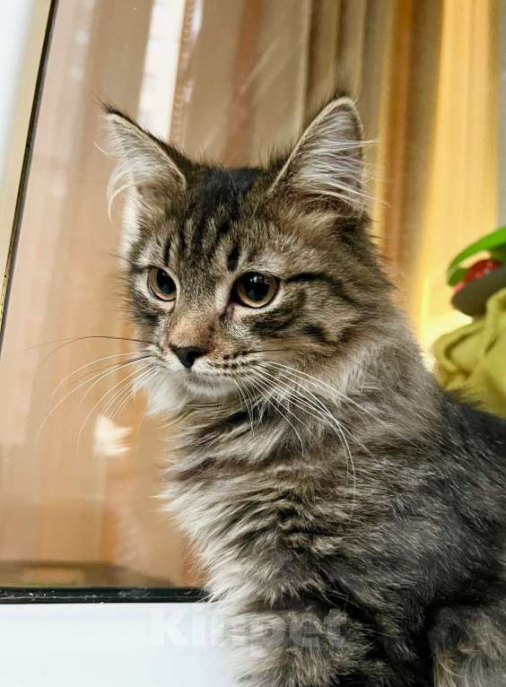 Кошки в Москве: Бесхитростный пушистик, котенок Джой в добрые руки Мальчик, Бесплатно - фото 9