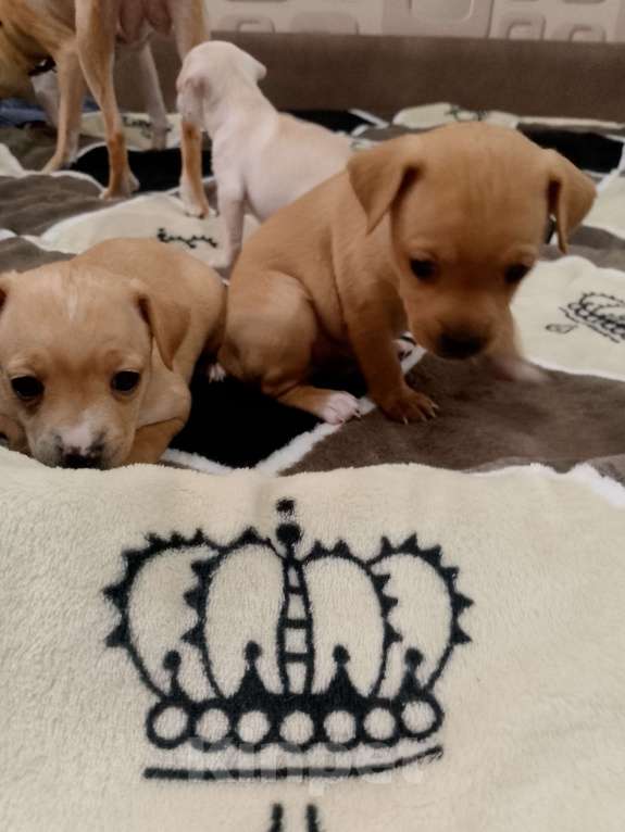 Собаки в Хабаровске: Продам щенков русского той терьера  Мальчик, 20 000 руб. - фото 8