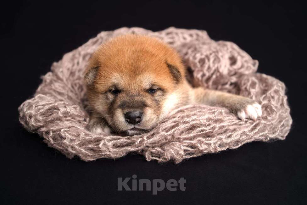 Собаки в Санкт-Петербурге: Щенки Сиба Ину Мальчик, Бесплатно - фото 8