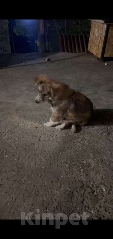 Собаки в Махачкале: Пропала собака. В махачкале . 10т000. Девочка, 10 000 руб. - фото 2