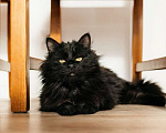 Кошки в Москве: Черный пушистый кот Гриша в добрые руки Мальчик, 1 руб. - фото 5
