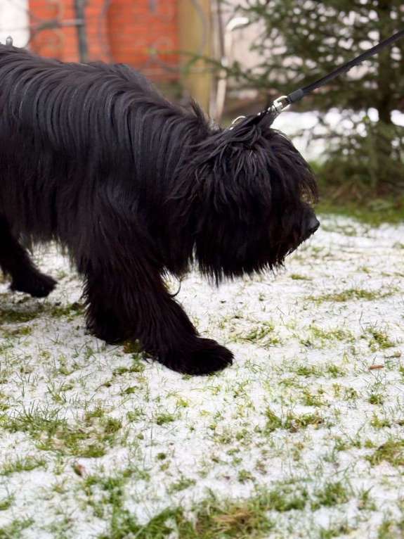 Собаки в Москве: Небольшой метис шнауцера в добрые руки Мальчик, Бесплатно - фото 5