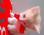 Кошки в Чебоксарах: котёнок умный,красивый, ласковый Мальчик, 50 руб. - фото 6