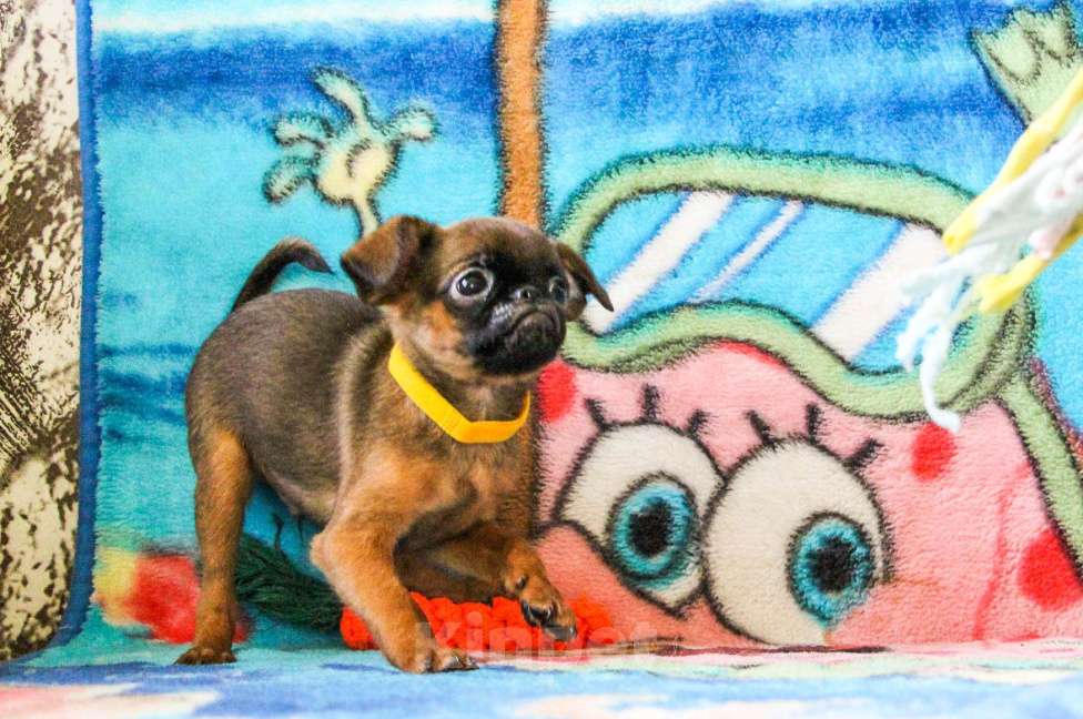 Собаки в Москве: Щенки Мальчик, Бесплатно - фото 5