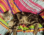 Кошки в Новосибирске: Джаггер Мальчик, Бесплатно - фото 2