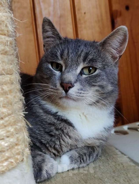 Кошки в Москве: Плюшевый Томик подарит тепло и радость в новом доме Мальчик, Бесплатно - фото 3